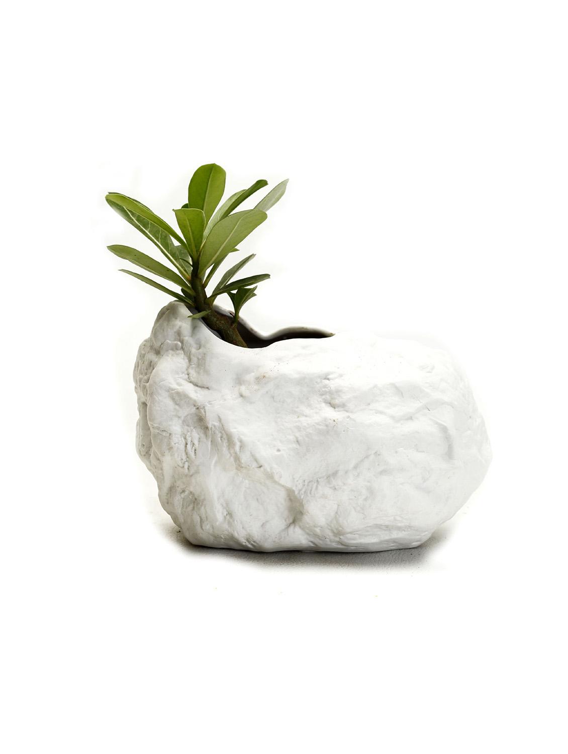 Modern Shell Shaped Ceramic planter pot - 10958412 - Zoom Image - 1