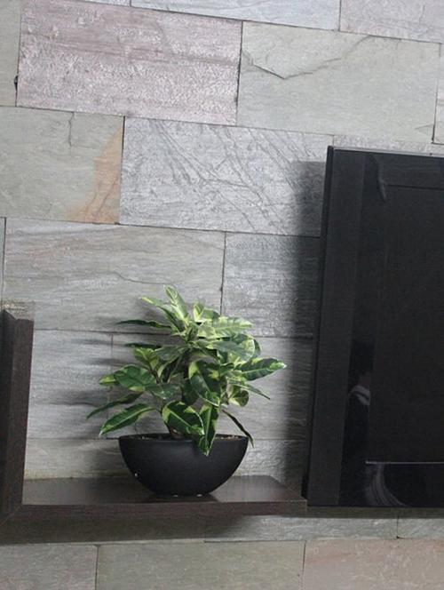 Artificial Quercus Plant with Stylish Ceramic Vase - 14463366 - Very Small Image - 1