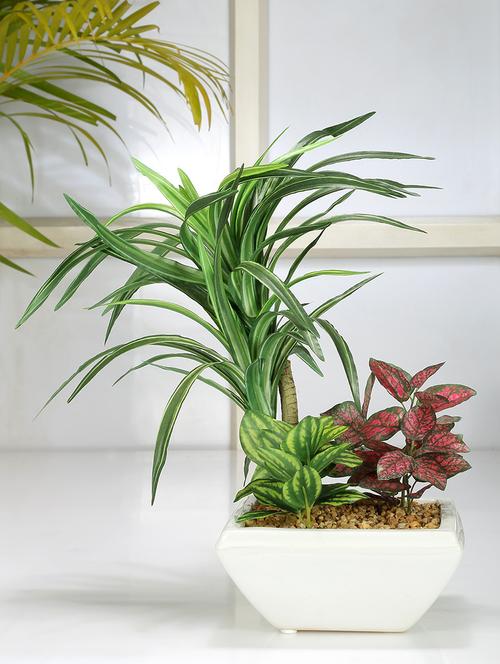 Premium Range Areceae in a Stylish Square Shaped Ceramic Vase tall - 14463390 - Standard Image - 1