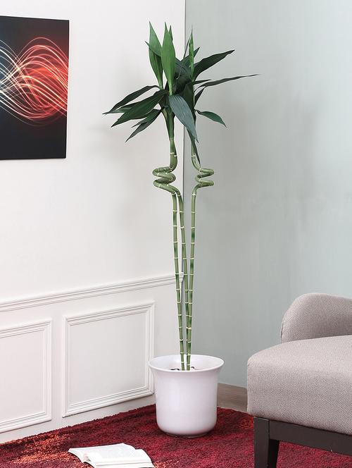 Tall Artificial Dancing Bamboo without pot - 14463393 - Very Small Image - 1