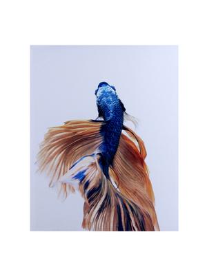 multicolored deep shades fish canvas painting - 14893947 - Standard Image - 2