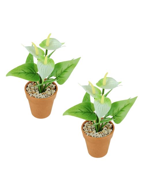 wonderland anthurium with plastic pot in white (set of 2) - 15441092 - Standard Image - 1