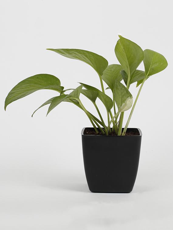 Money Plant Golden - 15539734 - Zoom Image - 1