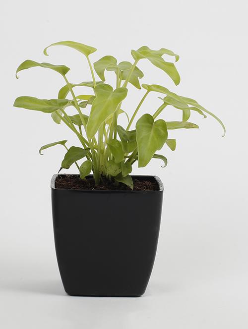 Xanadu Golden Plant - 15539736 - Standard Image - 1