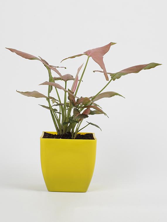 Syngonium Pink Plant - 15539741 - Zoom Image - 1