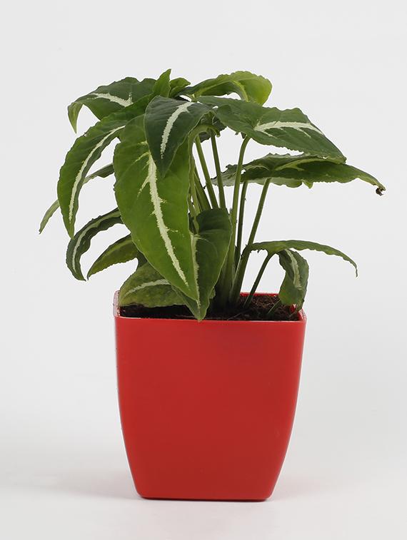 Syngonium Wedlendi Plant - 15539745 - Zoom Image - 1