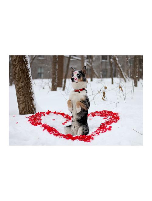 Rawpockets"Dog Love"Wall posters (PaperBoard,33cmX48cm) - 15732128 - Standard Image - 1