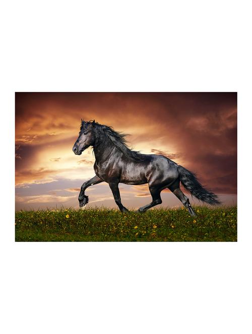 Rawpockets"Black Horse Wallpaper"Wall posters (PaperBoard,33cmX48cm) - 15732224 - Standard Image - 1