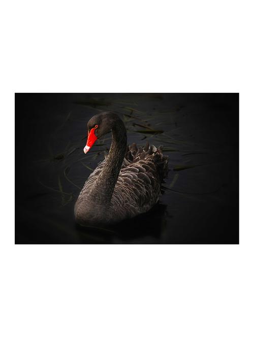 Rawpockets"Black Swan"Wall posters (PaperBoard,33cmX48cm) - 15732225 - Standard Image - 1