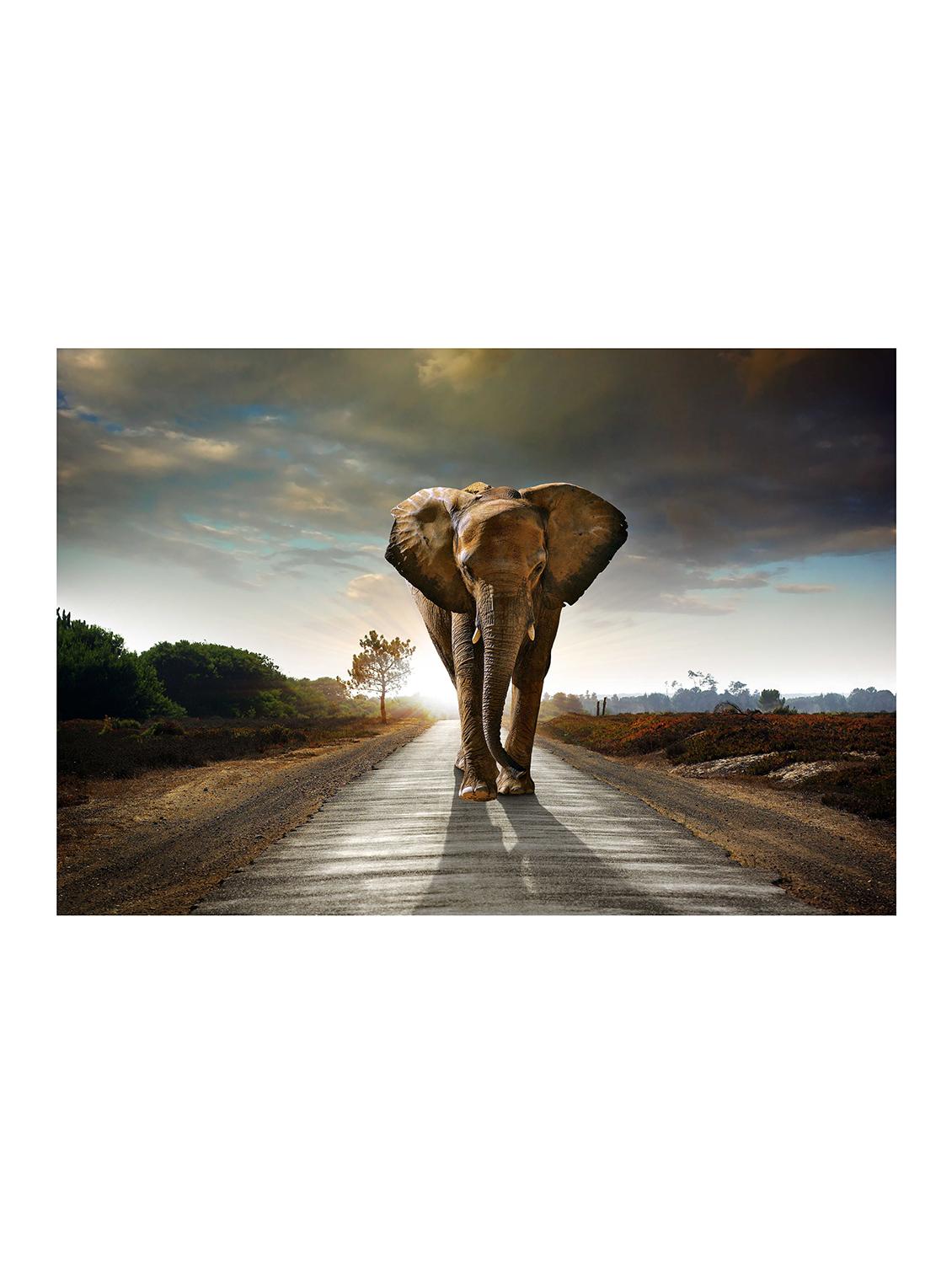 Rawpockets"Elephant Wallpaper"Wall posters (PaperBoard,33cmX48cm) - 15732238 - Zoom Image - 1