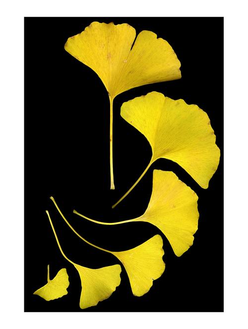 Rawpockets"Ginkgo Leaves"Wall posters (PaperBoard,33cmX48cm) - 15732245 - Standard Image - 1