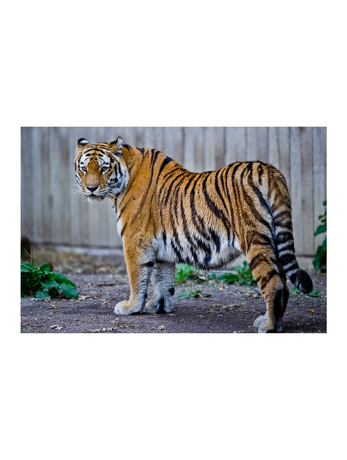 Rawpockets"Tiger Wallpaper"Wall posters (PaperBoard,33cmX48cm) - 15732304 - Zoom Image - 1