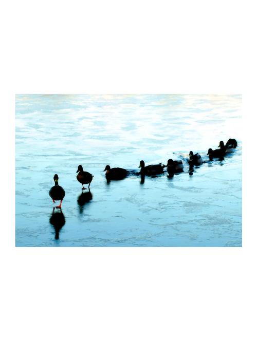 Rawpockets"Ducks on Frozen Lake"Wall posters (PaperBoard,33cmX48cm) - 15732399 - Standard Image - 1