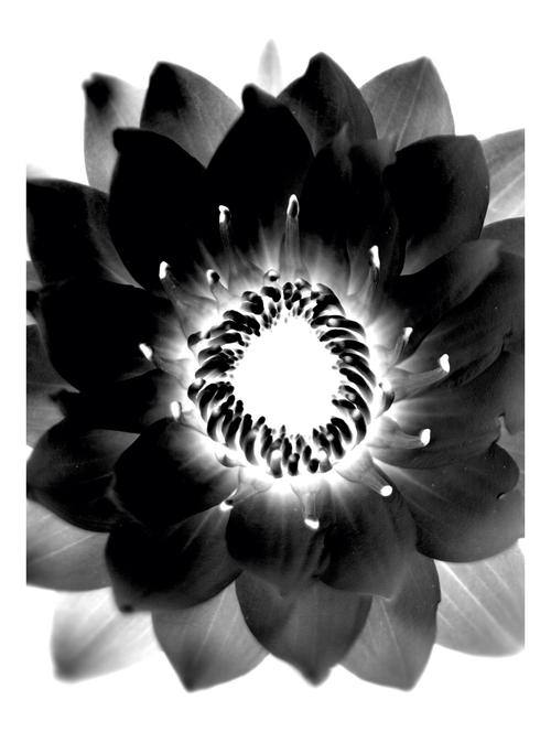 Rawpockets"Flower Wallpaper"Wall posters (PaperBoard,33cmX48cm) - 15732413 - Standard Image - 1
