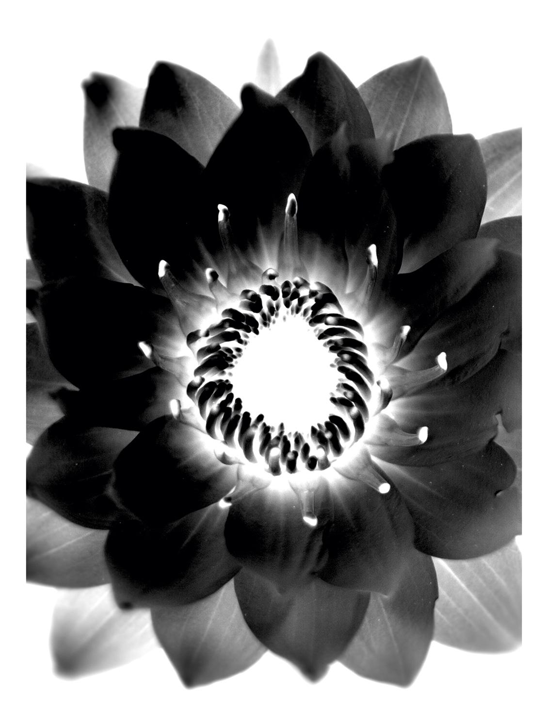Rawpockets"Flower Wallpaper"Wall posters (PaperBoard,33cmX48cm) - 15732413 - Zoom Image - 1