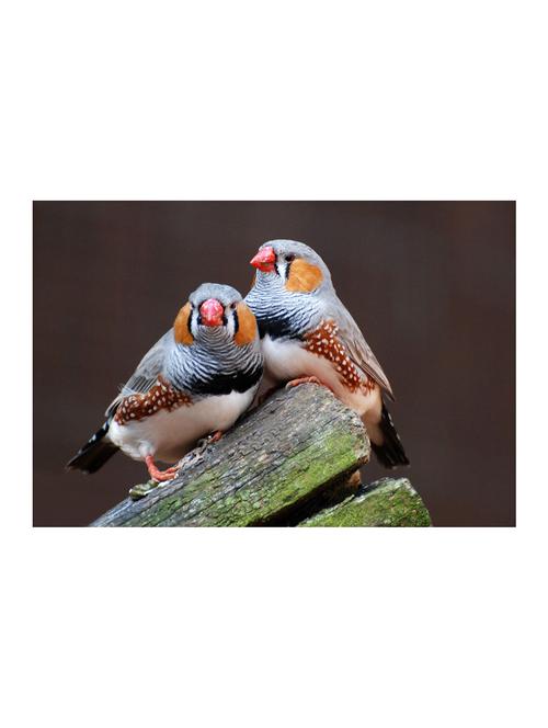 rawpockets"twin birds"wall posters (paperboard,33cmx48cm) - 15732885 - Very Small Image - 1