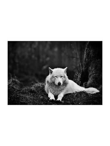 Rawpockets"White Dog"Wall posters (PaperBoard,33cmX48cm) - 15732918 - Very Small Image - 1