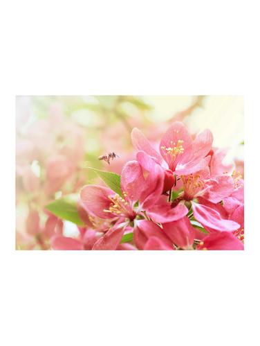 Rawpockets"Honey Bee"Wall posters (PaperBoard,33cmX48cm) - 15732962 - Very Small Image - 1
