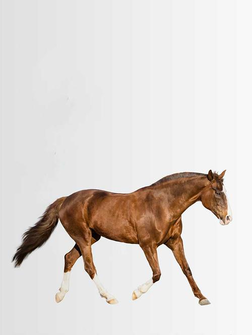 rawpockets wall decals ' a horse' wall decal sticker ' wall stickers (pvc vinyl) multicolour - 15733537 - Very Small Image - 1