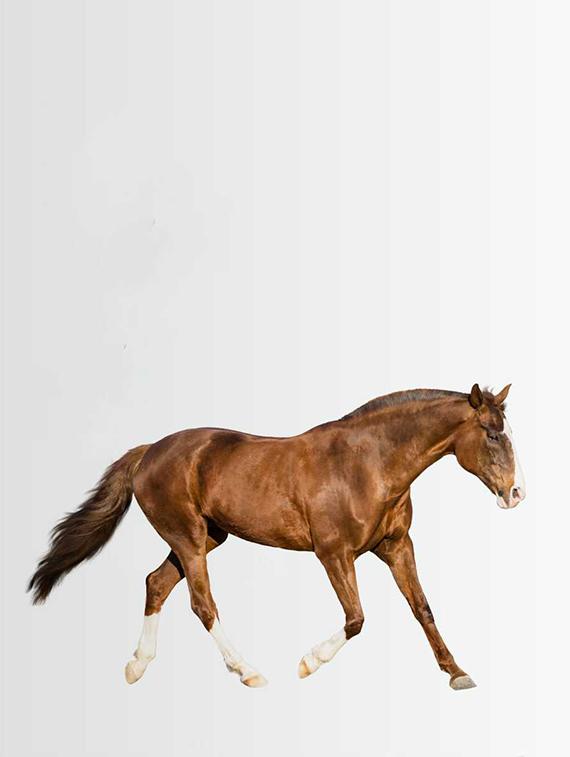 Rawpockets Wall Decals ' A Horse' Wall Decal Sticker ' Wall stickers (PVC Vinyl) Multicolour - 15733537 - Zoom Image - 1