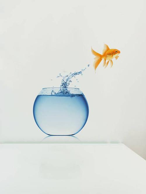 Rawpockets Wall Decals ' Living Room Fish Jumping From Pot ' Wall stickers (PVC Vinyl) Multicolour - 15733891 - Standard Image - 1