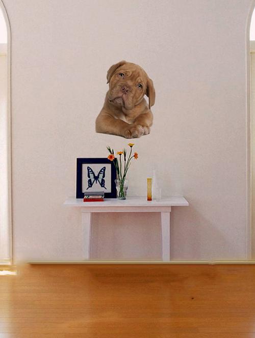 rawpockets wall decals ' living room cute dog pose ' wall stickers (pvc vinyl) multicolour - 15733895 - Very Small Image - 1