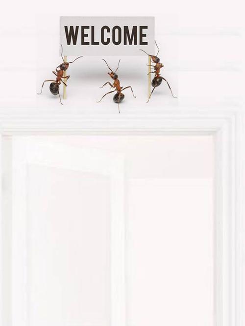 Rawpockets Wall Decals ' Welcome by Ants ' Wall stickers (PVC Vinyl) Multicolour - 15733896 - Standard Image - 1