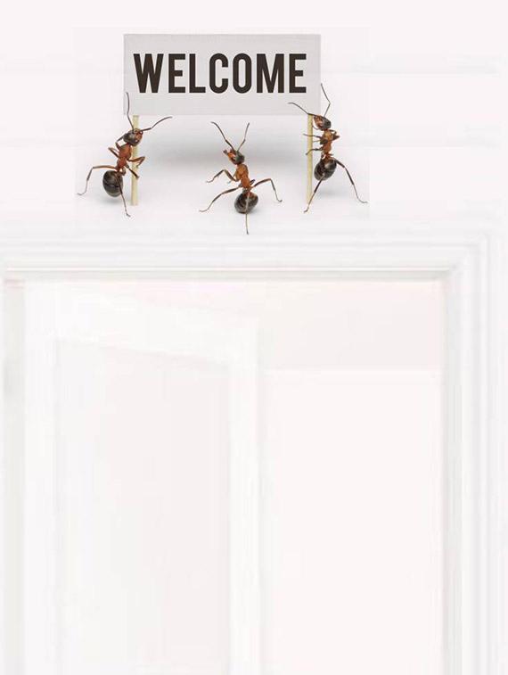 Rawpockets Wall Decals ' Welcome by Ants ' Wall stickers (PVC Vinyl) Multicolour - 15733896 - Zoom Image - 1