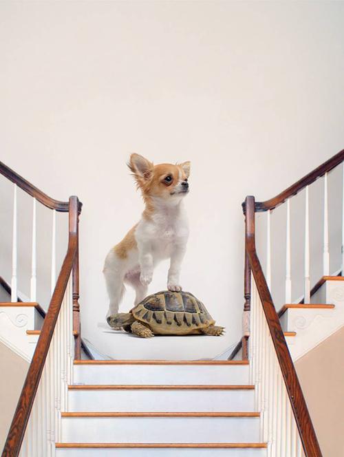 Rawpockets Wall Decals ' Dog and Tortoise ' Wall stickers (PVC Vinyl) Multicolour - 15733898 - Standard Image - 1