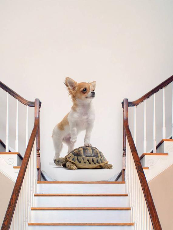 Rawpockets Wall Decals ' Dog and Tortoise ' Wall stickers (PVC Vinyl) Multicolour - 15733898 - Zoom Image - 1