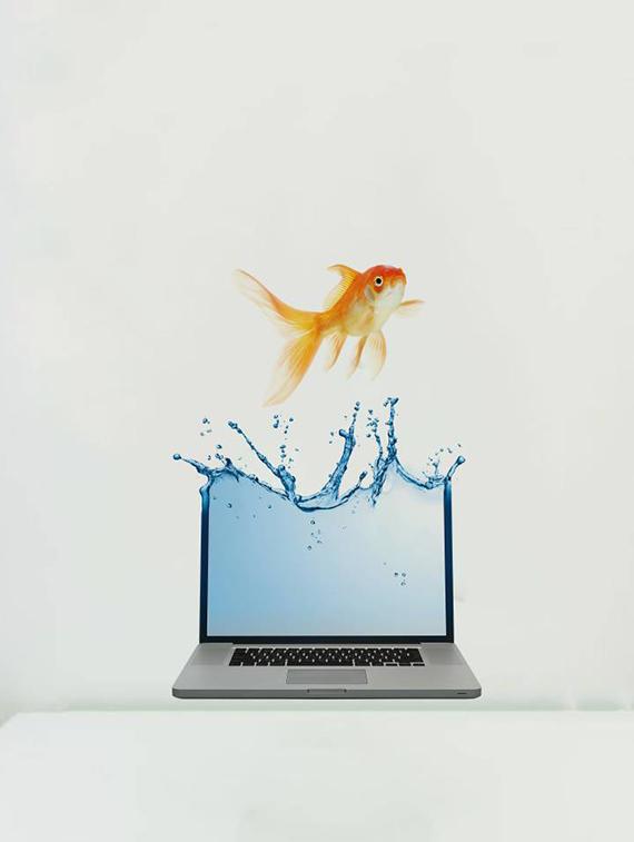 Rawpockets Wall Decals ' Fish and Laptop Abstract ' Wall stickers (PVC Vinyl) Multicolour - 15733900 - Zoom Image - 1