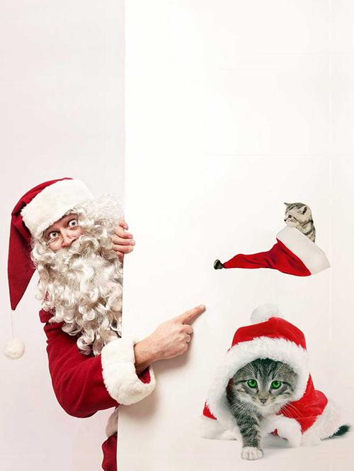 Rawpockets Wall Decals ' Cats with Christmas Cap ' Wall stickers (PVC Vinyl) Multicolour - 15733910 - Standard Image - 1