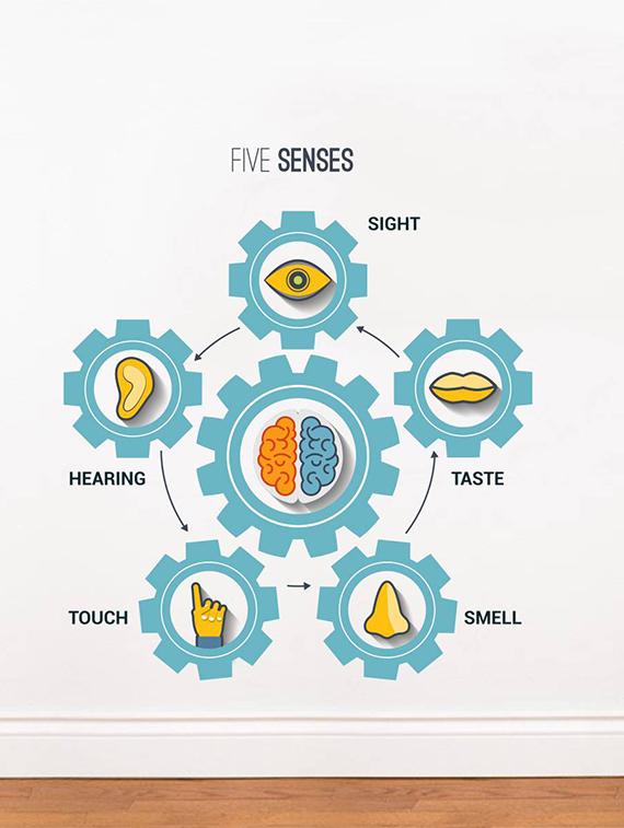 Rawpockets Wall Decals ' Five Senses?Chart ' Wall stickers (PVC Vinyl) Multicolour - 15734168 - Zoom Image - 1