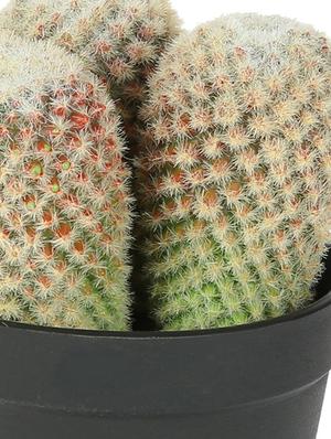artificial plastic cactus with abs plastic pot by aapno rajasthan - 15970689 - Standard Image - 2