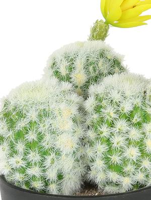 artificial plastic cactus and beautiful yellow flower with abs plastic pot by aapno rajasthan - 15970690 - Standard Image - 2
