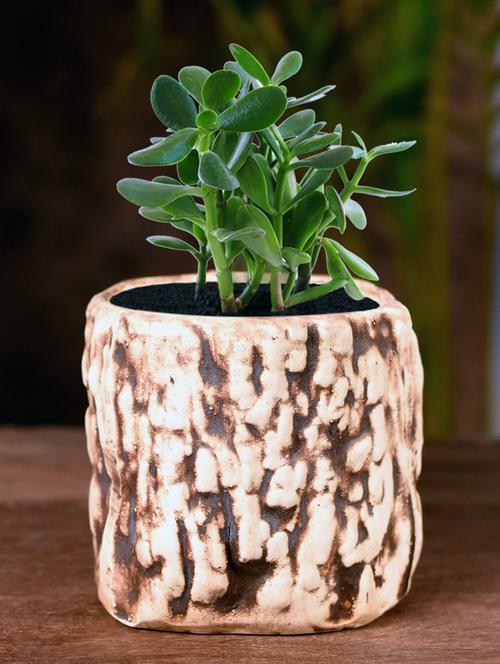 ceramic wooden texture cylindrical table top planter - 16139762 - Very Small Image - 1