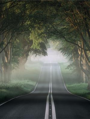 digital print forest road wallpaper - 17193600 - Standard Image - 2