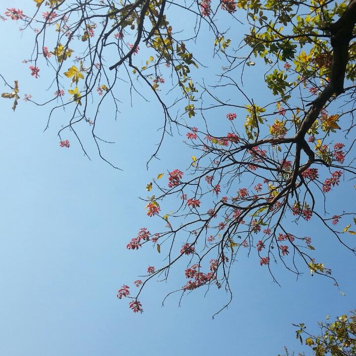 Abhilasha Sharma